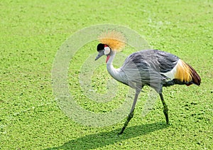 Grey crowned crane or Balearica regulorum