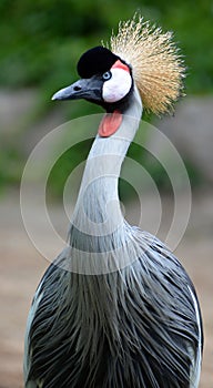 The grey crowned crane Balearica regulorum