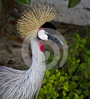 Grey Crowned Crane (Balearica regulorum) photo