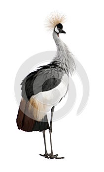 Grey Crowned Crane - Balearica regulorum (18 month