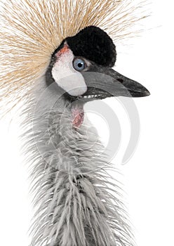 Grey Crowned Crane - Balearica regulorum (18 month