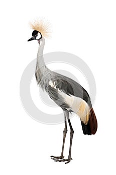 Grey Crowned Crane - Balearica regulorum (18 month