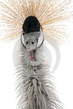 Grey Crowned Crane - Balearica regulorum (18 month photo