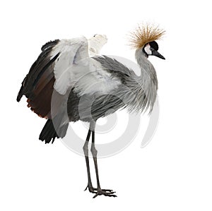 Grey Crowned Crane - Balearica regulorum (18 month