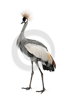 Grey Crowned Crane - Balearica regulorum (18 month