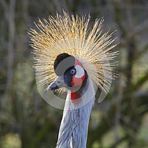 Grey Crowned Crane Balearica regulorum