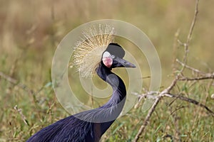 The grey crowned crane (Balearica regulorum)