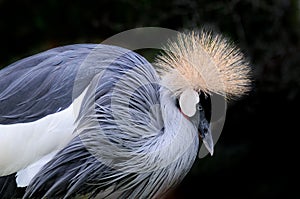 Grey Crowned Crane Balearica regulorum