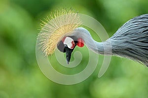 The Grey Crowned Crane (Balearica regulorum)