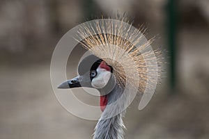 Grey crowned crane (Balearica regulorum).