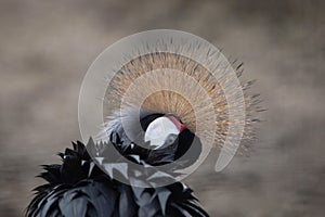 Grey crowned crane (Balearica regulorum).