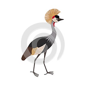 Grey crowned crane Balearica regulorum