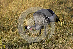 Grey-Crowned Crane, balearica regulorum, Adult standing in Long Grass, Nakuru Park in Kenya