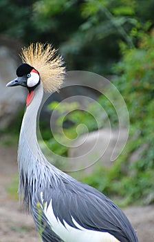 The grey crowned crane Balearica regulorum is a bird in the crane family Gruidae.