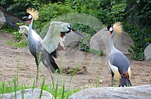 The grey crowned crane Balearica regulorum is a bird in the crane family Gruidae.