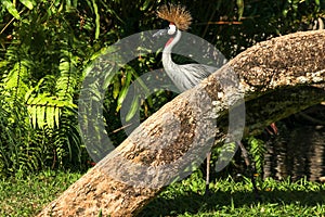 The grey crowned crane. Balearica regulorum is a bird in the crane family Gruidae. It is found in Africa and Uganda. Exotic bird