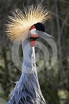 Grey Crowned Crane (Balearica regulorum) photo