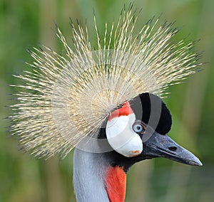 Grey crowned crane (Balearica regulorum) close-up