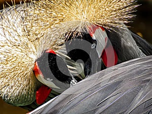 Grey Crowned Crane Balearica Regulorum Couple Courtship