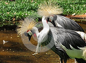 Grey Crowned Crane Balearica Regulorum Couple Courtship