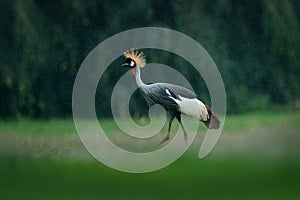 Grey crowned crane, Balearica regulorum, with dark background. Bird head with gold crest in beautiful evening sun light. Sunset in