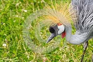 Grey crowned crane - balearica regulorum gibericeps. African crowned crane - Uganda national bird. golden crested crane