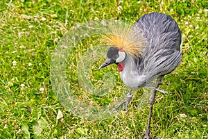 Grey crowned crane or balearica regulorum gibericeps. African crowned crane - Uganda national bird. Golden crested crane