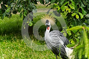 Grey crowned crane or balearica regulorum gibericeps. African crowned crane - Uganda national bird. Golden crested crane