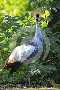 Grey crowned crane, Balearica regulorum, national bird of Uganda