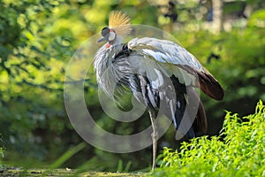 Grey crowned crane, Balearica regulorum, national bird of Uganda