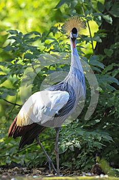 Grey crowned crane, Balearica regulorum, national bird of Uganda photo