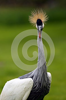 The grey crowned crane Balearica regulorum, portrait with green background