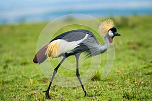 Grey crowned crane photo