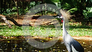 Grey Crowned Crane Bird