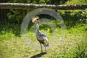 Grey crowned crane bird