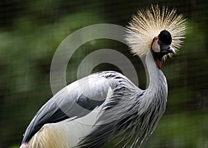 Grey Crowned Crane bird