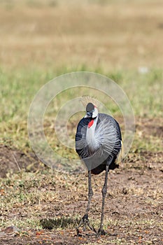Grey Crowned Crane bird