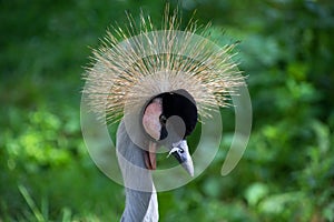 The grey crowned crane is a bird in the crane family