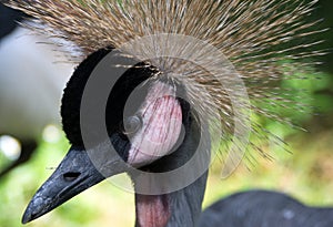 The grey crowned crane is a bird in the crane family