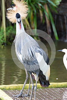 The grey crowned crane is a bird in the crane family Gruidae