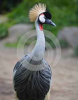 The grey crowned crane is a bird in the crane family Gruidae