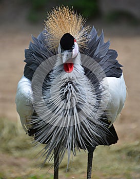 The grey crowned crane is a bird in the crane family Gruidae