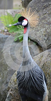 The grey crowned crane is a bird in the crane family Gruidae