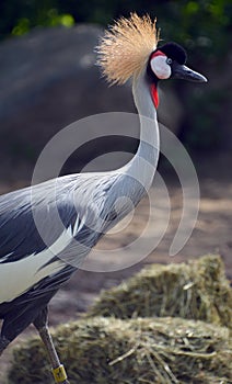 The grey crowned crane is a bird in the crane family Gruidae.