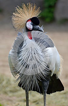 The grey crowned crane is a bird in the crane family Gruidae