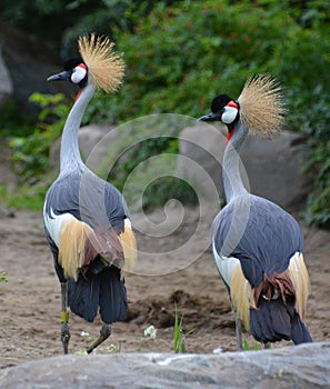 The grey crowned crane is a bird in the crane family Gruidae.