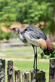 Grey Crowned Crane bird perched