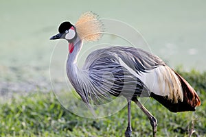 Grey Crowned Crane bird in rainforest