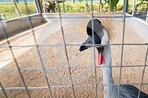 Grey crowned crane bird in tha zoo.Thailand.