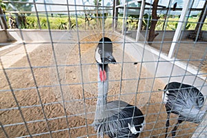 Grey crowned crane bird in tha zoo.Thailand.